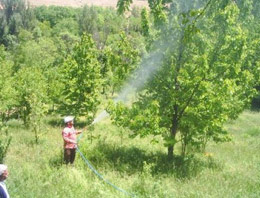 Kiraz sineği ile mücadele başladı