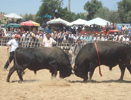 Ödemiş	e Boğa Güreşleri Festivali