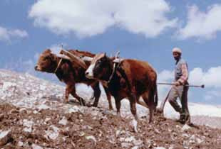 Anaç sığırlar çiftçileri ihya etti