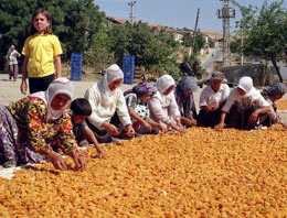 Geleneksel Malatya kayısısında son