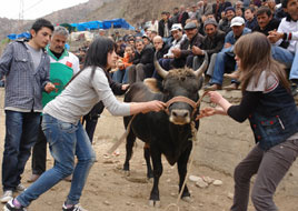 Artvin'de boğa güreşi heyecanı