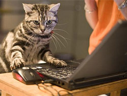 Kedi beyinli süper bilgisayar